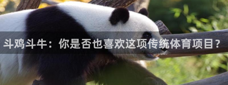 谈球吧